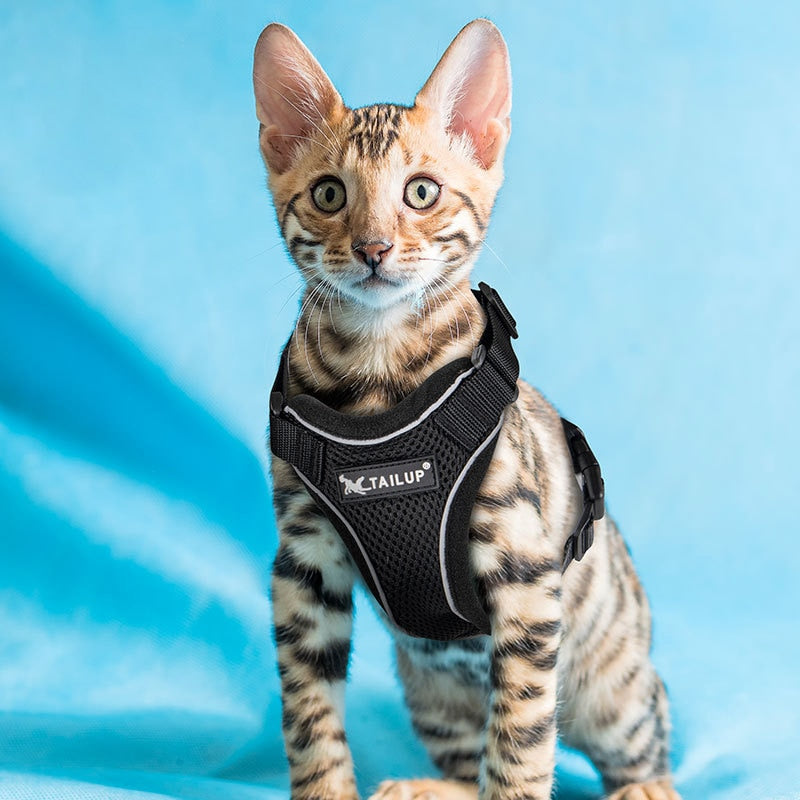 Bengal Cat Harness - cat harness leash