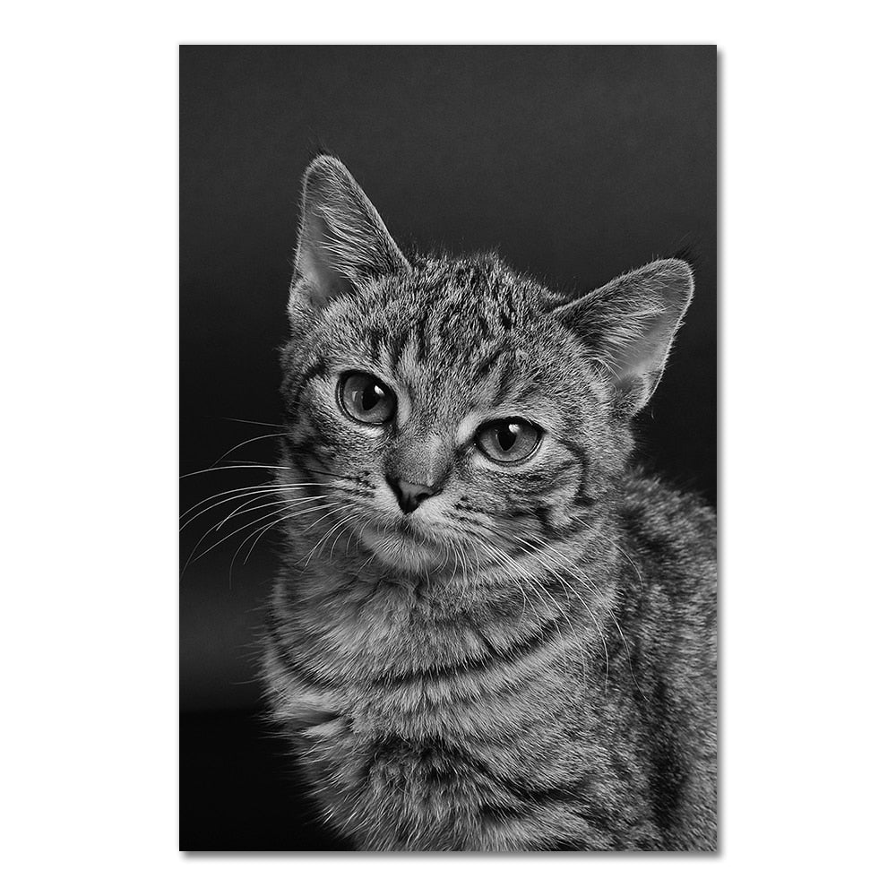 Big Cat Posters - 20x30cm No Frame / Cute B&W - Cat poster