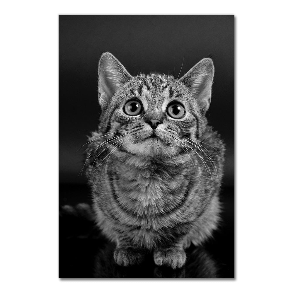 Big Cat Posters - 20x30cm No Frame / Pleasing B&W - Cat
