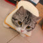 Bread Costume for Cat - White / M / United States