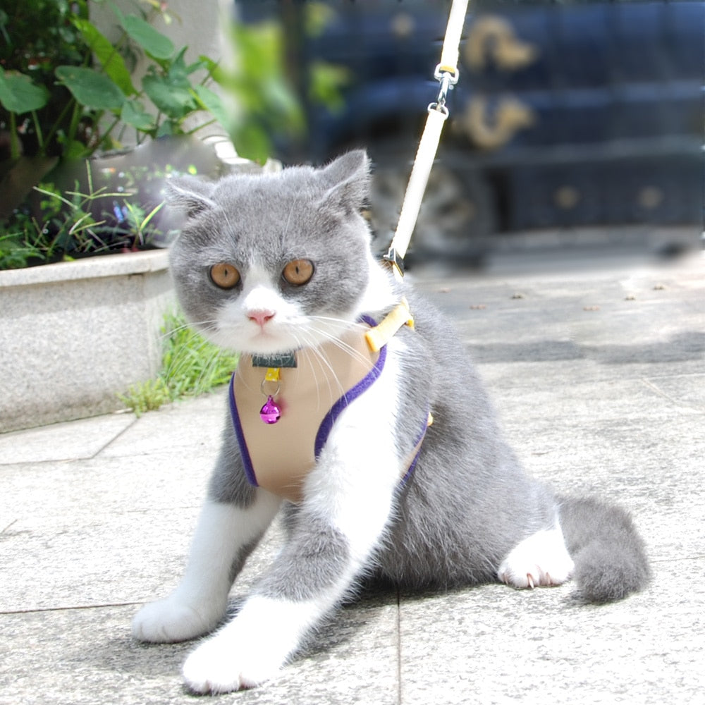Cat Bell Walk Harness - cat harness leash
