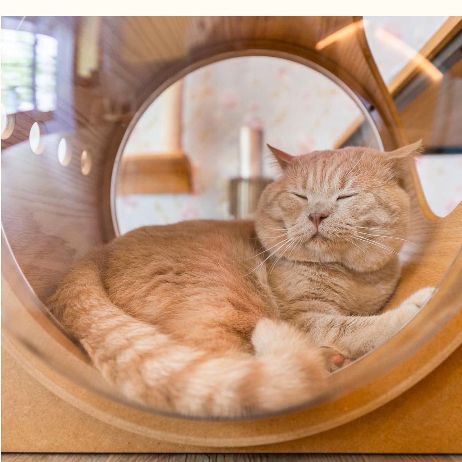 Cat clearance bubble bed