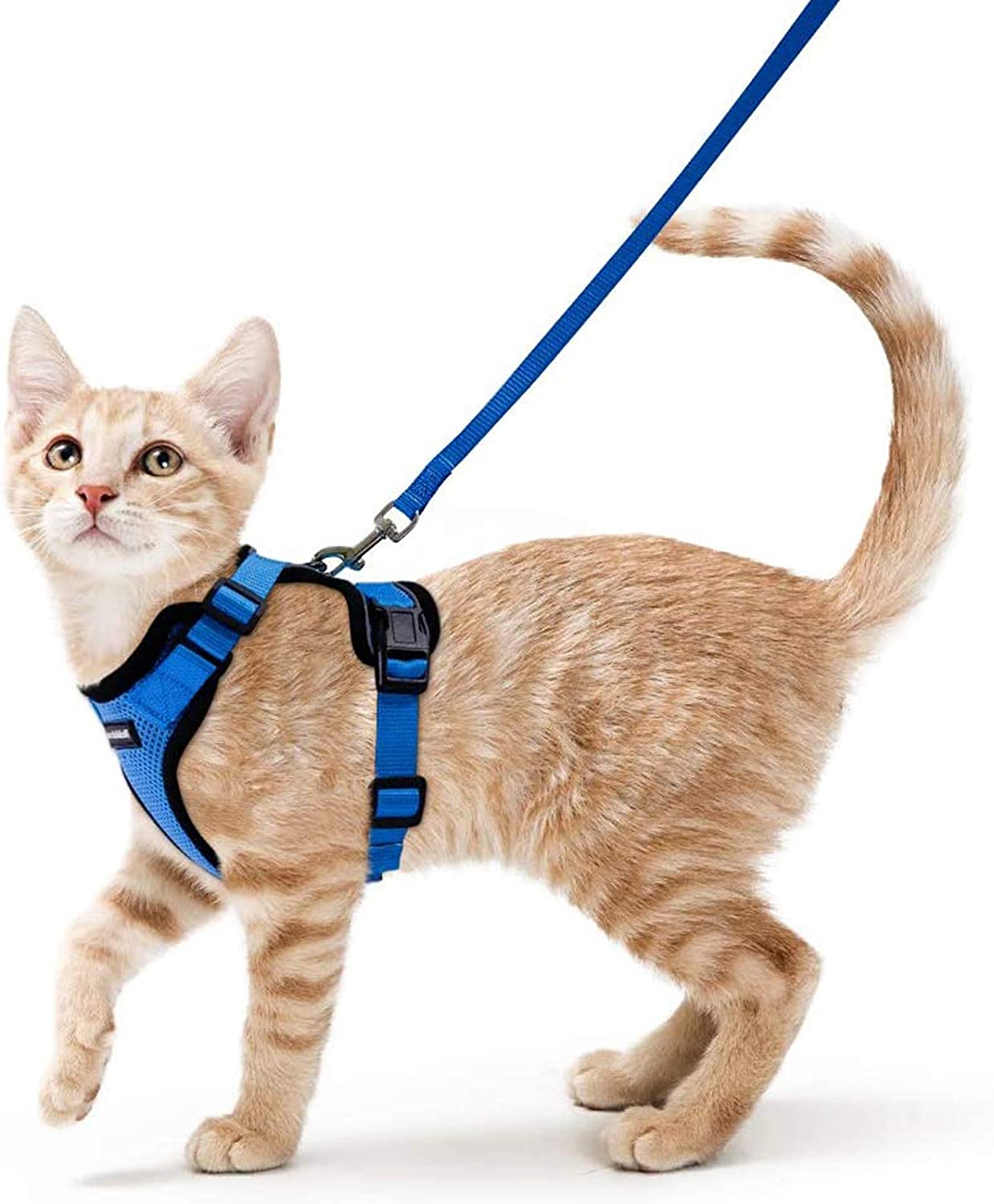 Cat Harness and Leash - Blue / XS - cat harness leash