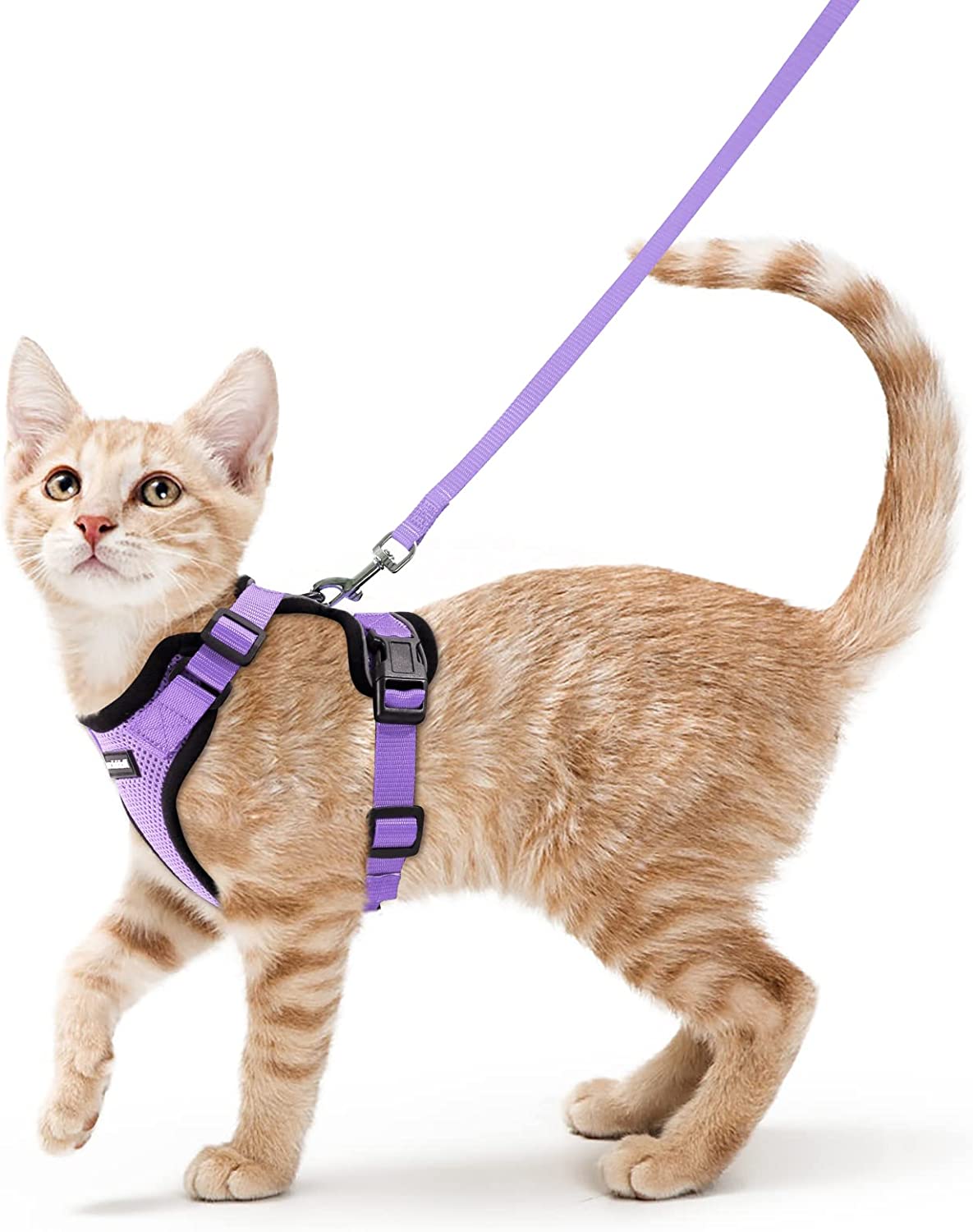 Cat Harness and Leash - Violet / XS - cat harness leash