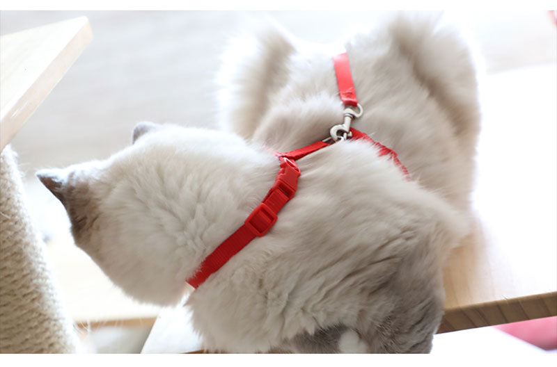 Cat Harness with Neck Buckle - cat harness leash
