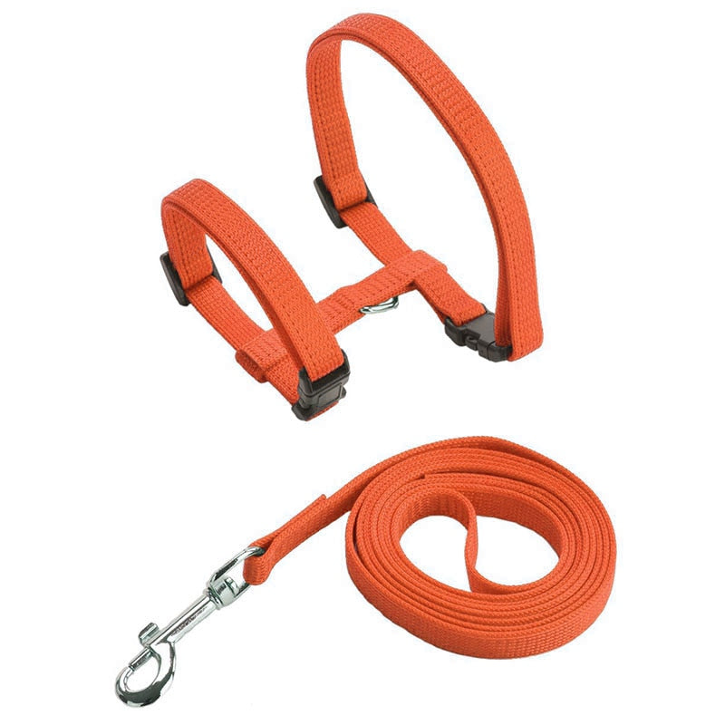 Cat Harness with Neck Buckle - Orange - cat harness leash