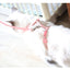Cat Harness with Neck Buckle - cat harness leash