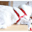 Cat Harness with Neck Buckle - cat harness leash