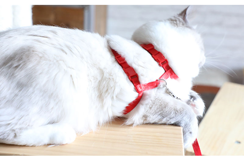 Cat Harness with Neck Buckle - cat harness leash