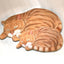 Cat Skin Rug