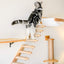 Cat Tree Wall