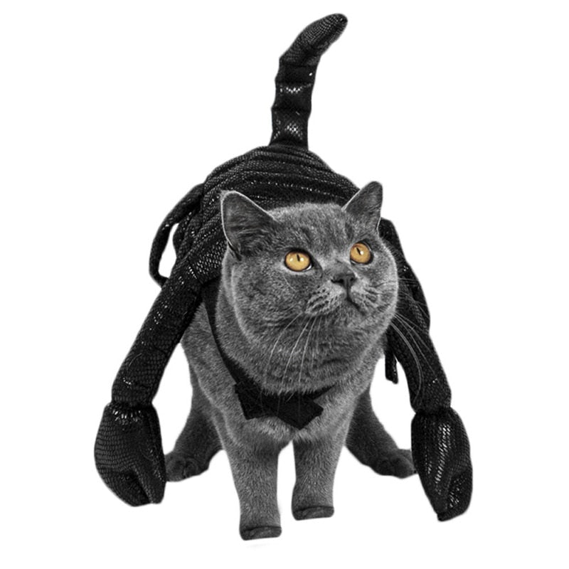 Costumes for Black Cats