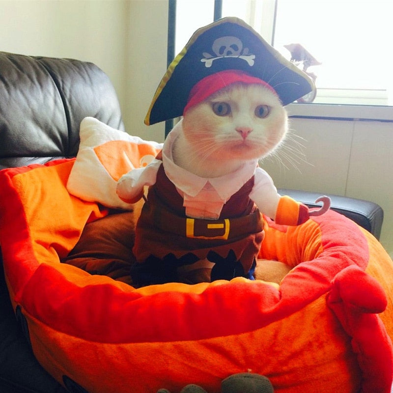 Costumes for Grey Cats