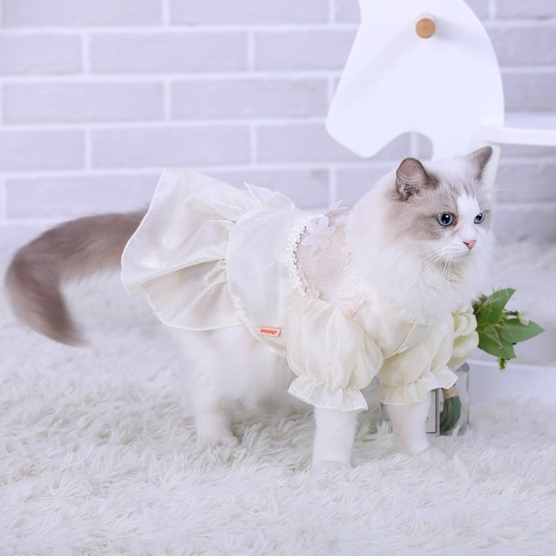 Cute Costumes for Cats