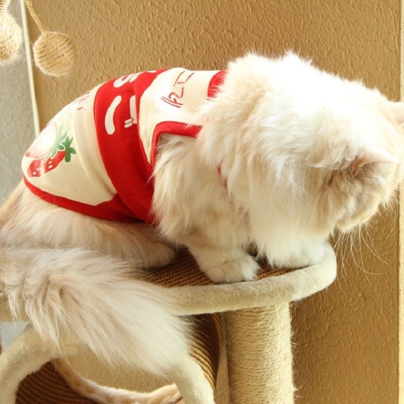 Cute Milk Clothes for Cats - Clothes for cats