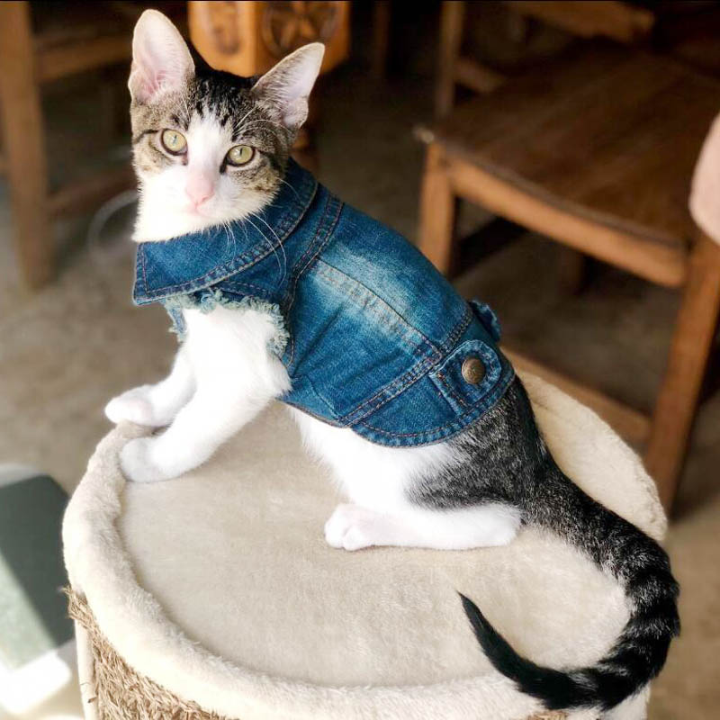 Denim Cat Clothes - Blue / XS - Clothes for cats