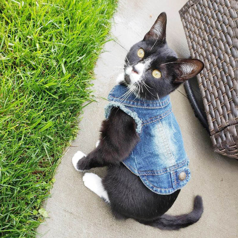 Denim Cat Clothes - Clothes for cats