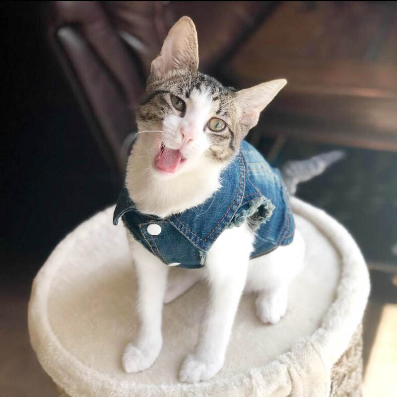 Denim Cat Clothes - Clothes for cats