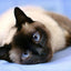 Diamond Painting Siamese Cat - Powder Blue / Square Drill