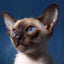 Diamond Painting Siamese Cat - Blue / Square Drill 30X20cm
