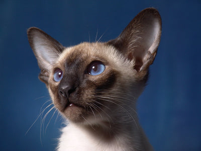 Diamond Painting Siamese Cat - Blue / Square Drill 30X20cm
