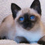 Diamond Painting Siamese Cat - Beige / Square Drill 30X20cm