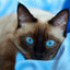 Diamond Painting Siamese Cat - Sky Blue / Square Drill