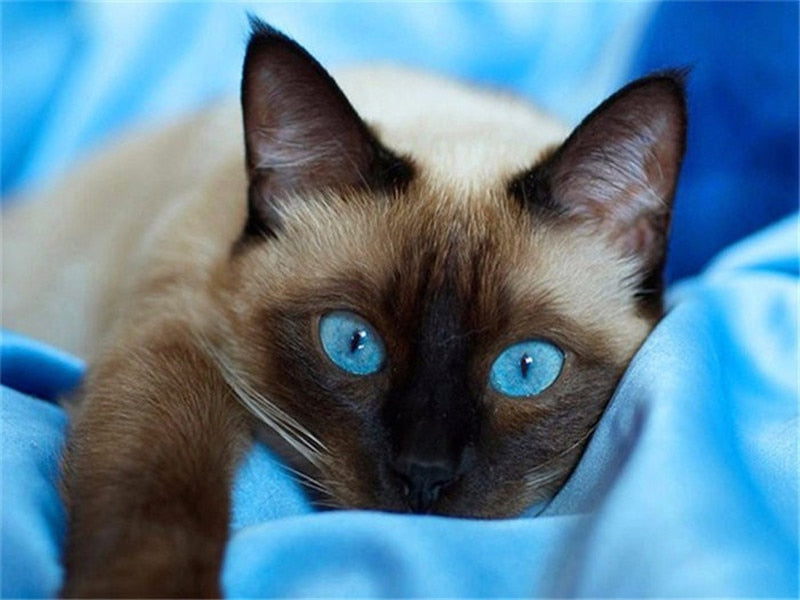 Diamond Painting Siamese Cat - Sky Blue / Square Drill