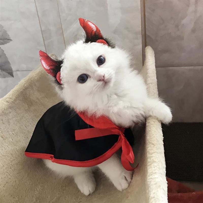 Dracula Costume for Cat
