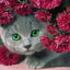 Fat Cat Diamond Painting - Red / 15x20cm Square Drill