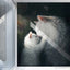 Kawaii Cat Wallpaper - Cat Wallpaper