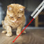 Laser Pointer Pen Cat Toy - Cat Toys