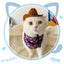Puss in Boots Costume for Cats