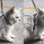 Reflective Cat Walk Harness