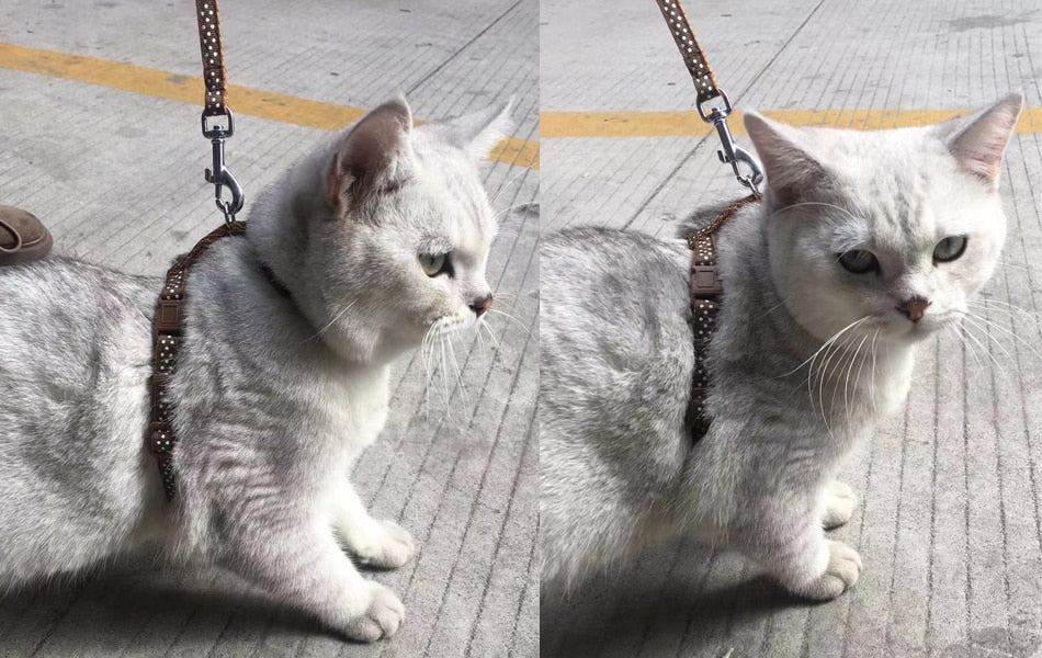 Reflective Cat Walk Harness