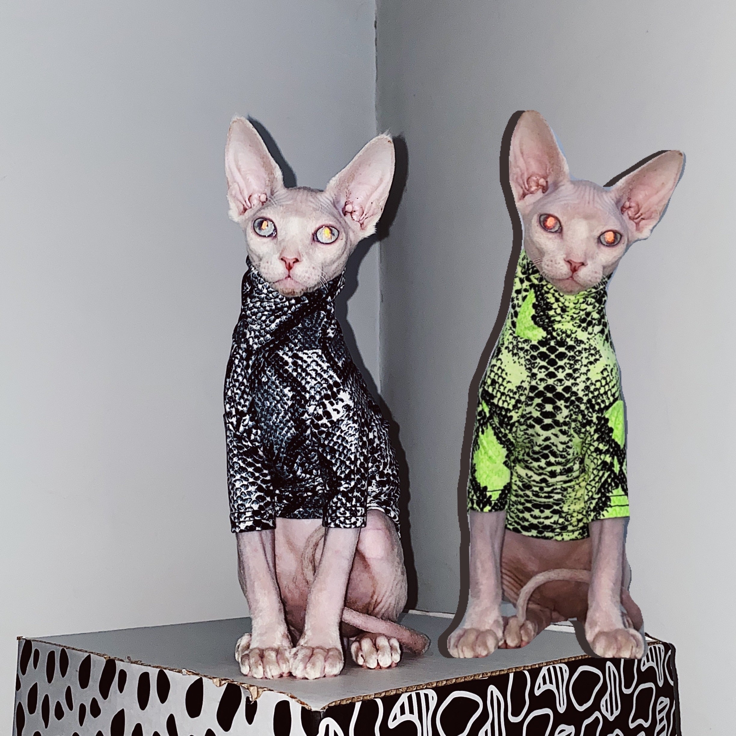 Shirts for Sphynx Cats - Shirts for Cats