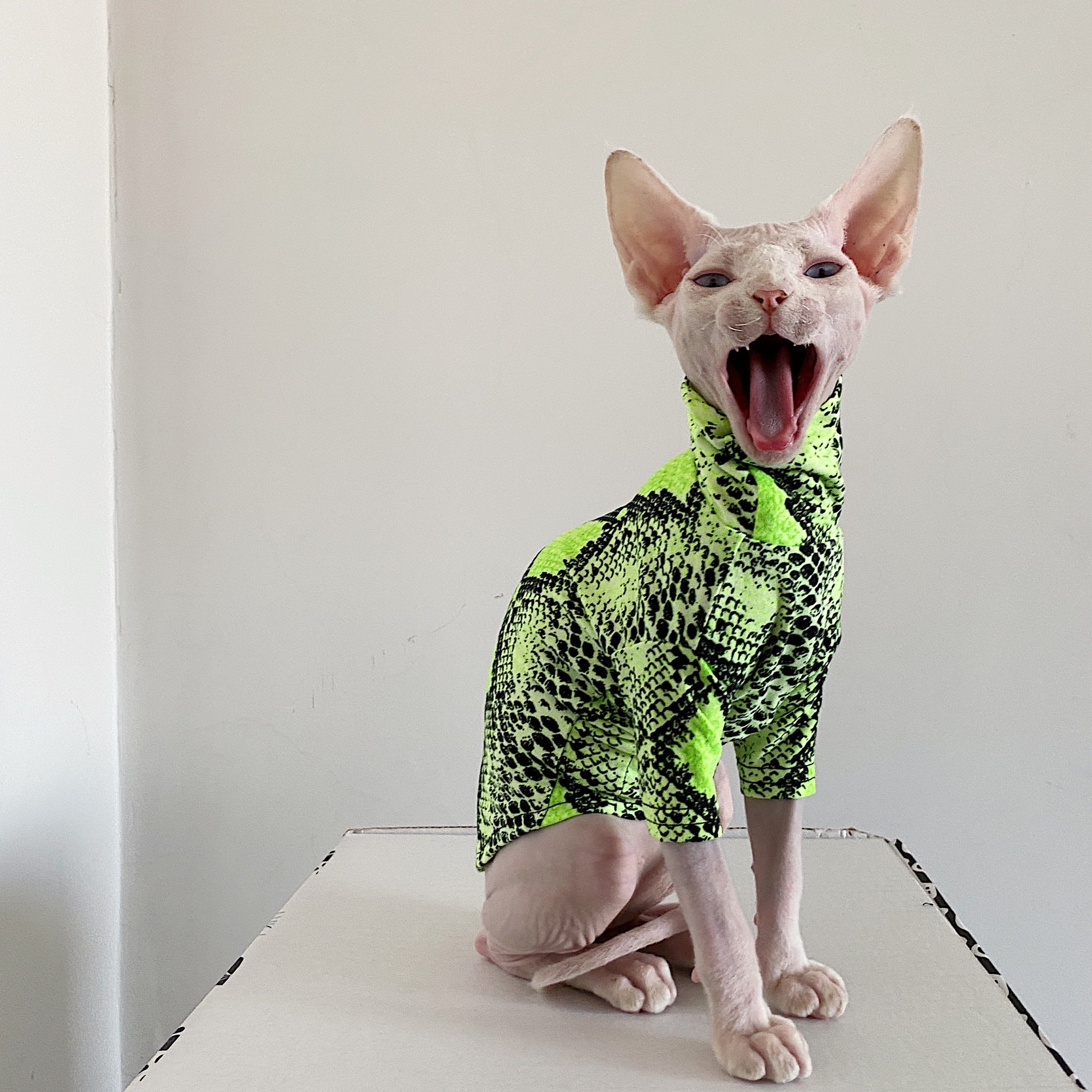Shirts for Sphynx Cats - Shirts for Cats