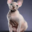 Sphynx Hairless Cat Diamond Painting - White / Full Square