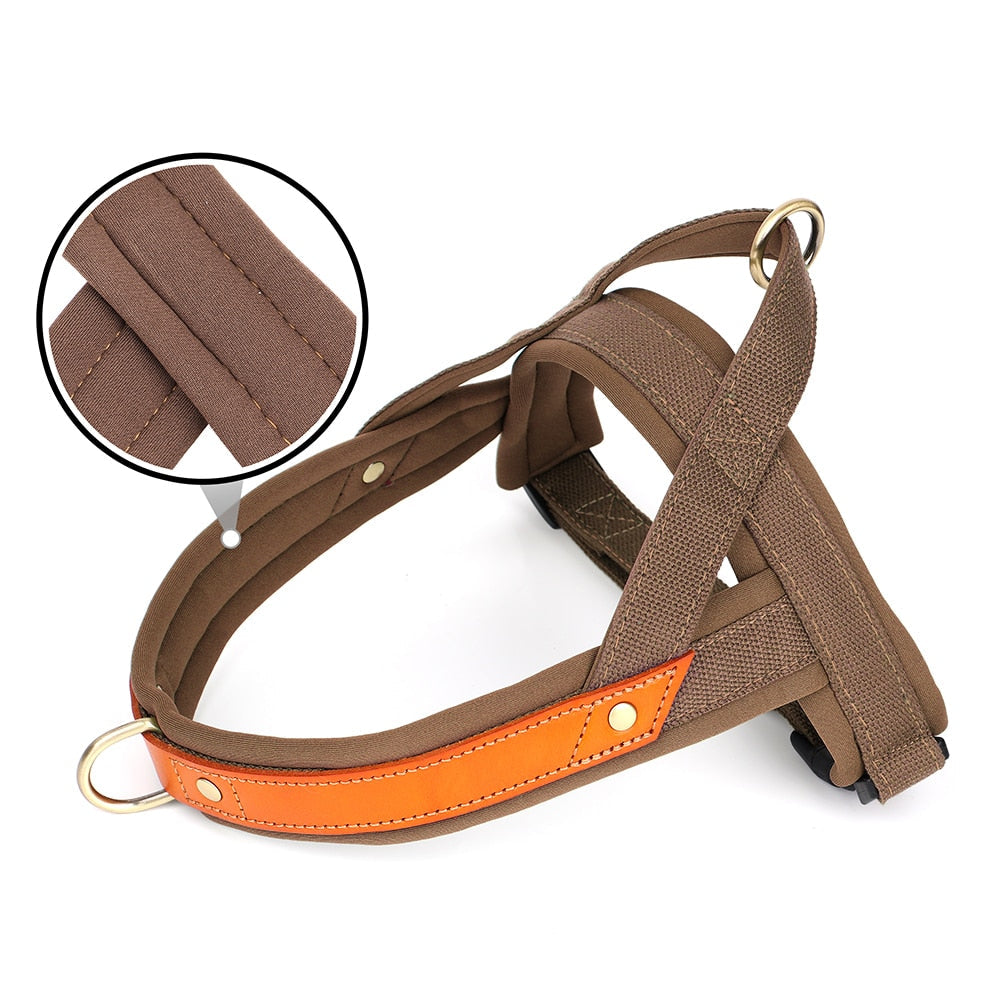 Stray Cat Harness